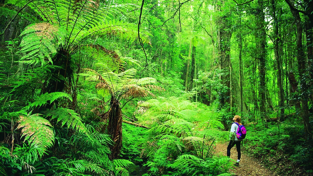Bushwalking in tropical forest